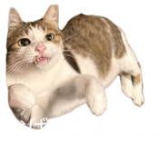 855269106