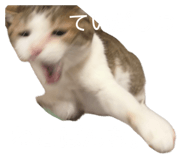 855269107