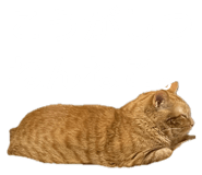 855269110
