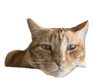 855269111