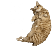 855269112