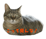 855273426