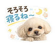 855275977