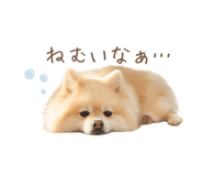 855277061