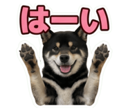 855280612