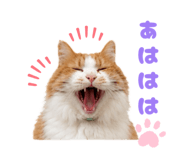 855281138