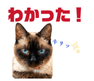 855281144