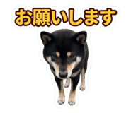 855281228