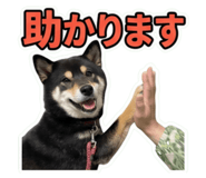 855281539