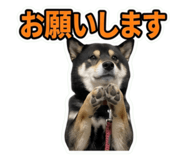 855281540