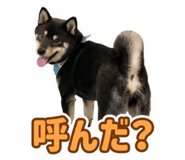 855281548