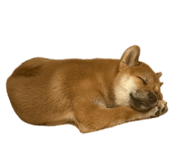 855282886