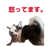 855284020