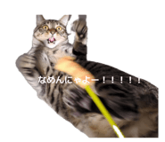 855291555