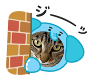 855291565