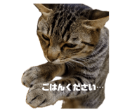 855291566