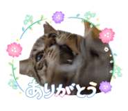855291568