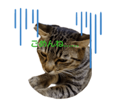 855291576