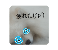 855306400