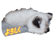 855306936