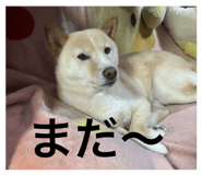 855308338