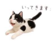 855309137