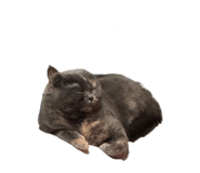 855309522