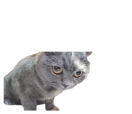 855309524
