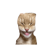 855309525