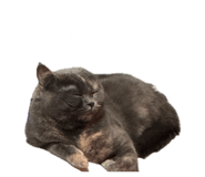 855309530