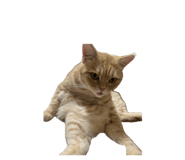 855309535