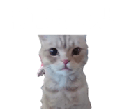 855309539