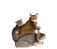 855309544