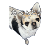 855315337