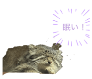 855315491