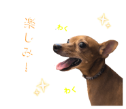 855319954