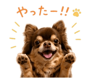 855336320