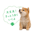 855344003