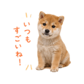 855344006