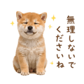855344007