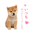 855344008