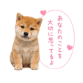 855344009
