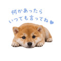 855344010