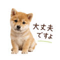 855344011