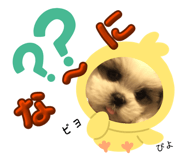 855350688