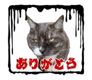 855352705