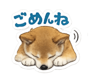 855353036