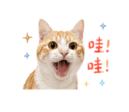855363384