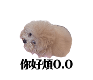 855363620