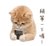 855365232